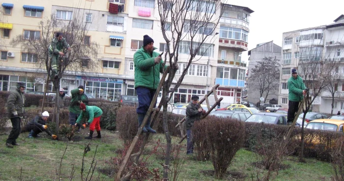 Curăţarea copacilor e o slujbă ce necesită ştiinţă