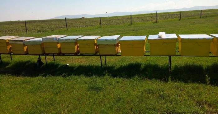 Bărbaţii au furat mai mulţi stupi de la proprietari din Alba