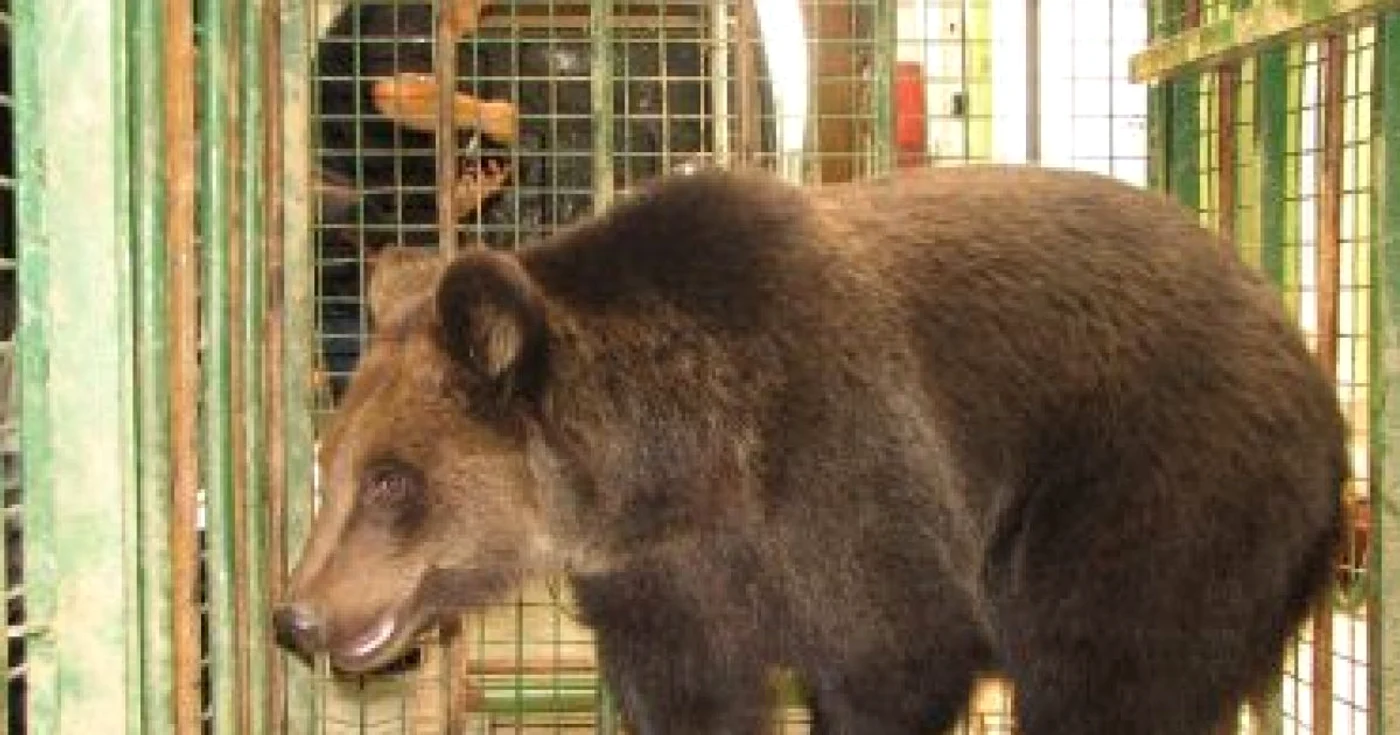 Braşov: Ursuleţul Baloo a părăsit scena!