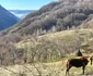 Satul Inelet Administrația Parcului Național Domogled Valea Cernei (16) jpg