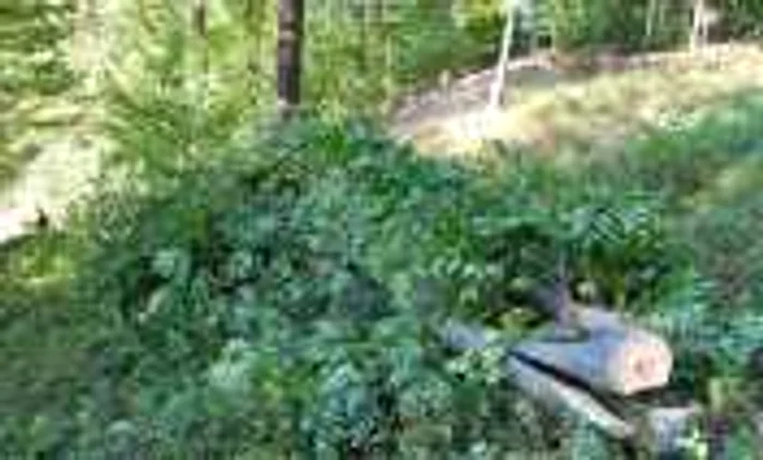 Bărbaţii au fost prinşi în timp ce tăiau arbori de către jandarmi