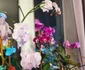 Imagine editată cu Xiaomi Redmi Note 14 Pro 5G - fundal orhidee blurat Foto Daciana Stoica pentru Adevărul