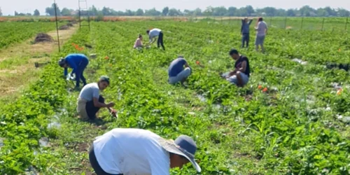 ferma de căpşuni cruşovu în care poţi merge să culegi - foto arhiva robert tita