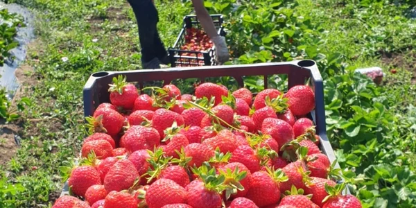 ferma de căpşuni cruşovu în care poţi merge să culegi - foto arhiva robert tita