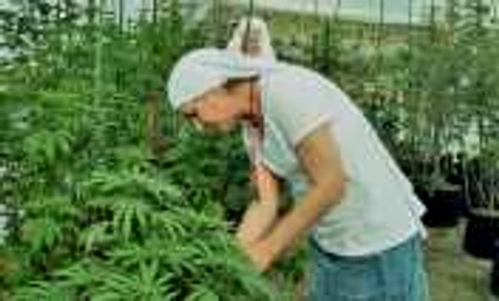 calugarite cultivatoare canabis foto jamie riley 01