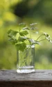 suc coriandru shutterstock1 jpeg