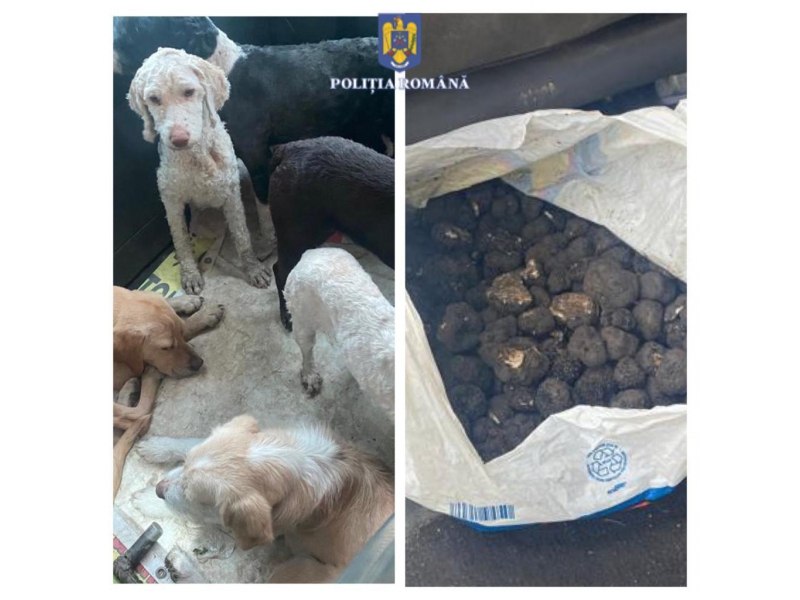 Culegători ilegali de „diamantele pământului”, prinşi în Neamţ. Foloseau câini special dresaţi