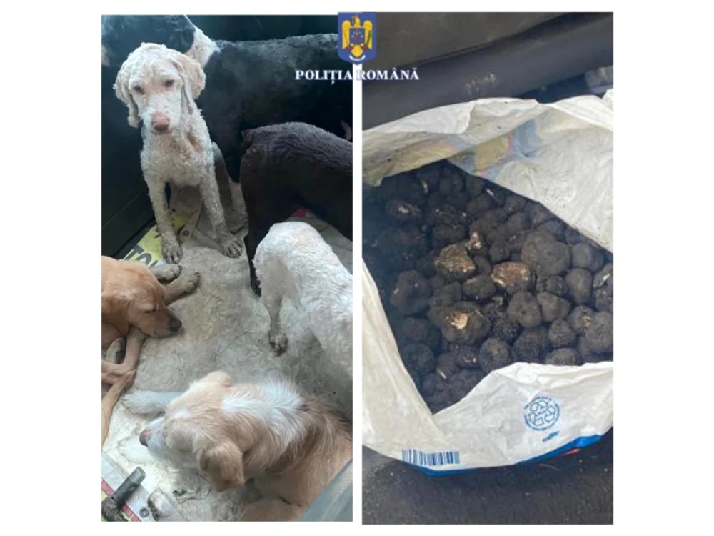 Pentru găsirea trufelor sunt folosiți și câini FOTO Poliția Română