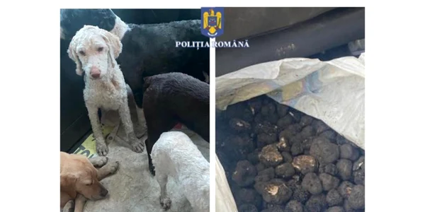 trufecainii politia jpeg