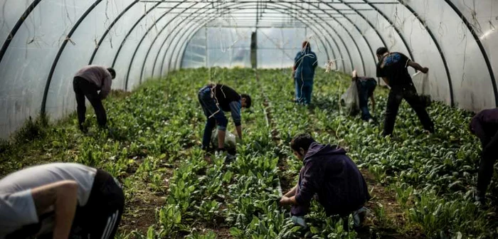 Olanda caută muncitori pentru a lucra în seră FOTO Adevărul