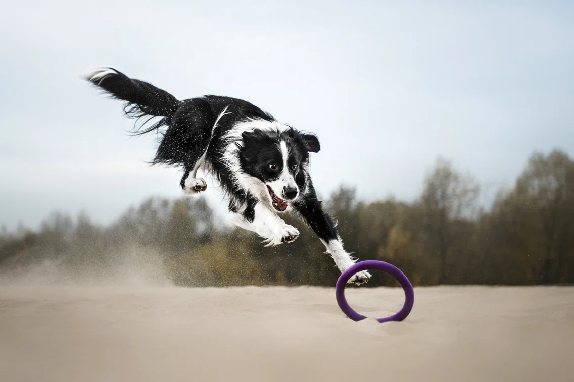 2 caine border collie shutterstock 398049568 jpg jpeg