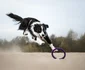 2 caine border collie shutterstock 398049568 jpg jpeg