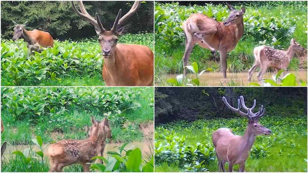 Startul la scăldătoare. Animale emblematice pentru fauna României, filmate în Munții Apuseni VIDEO