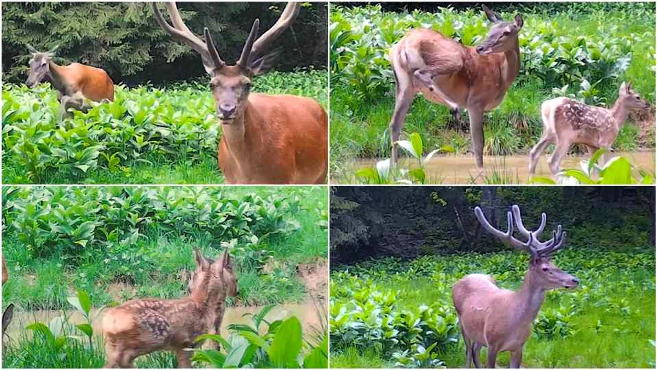 Cerbi, căprioare și iezi la scăldătoare, în Munții Apuseni FOTO captură video Parcul Natural Apuseni