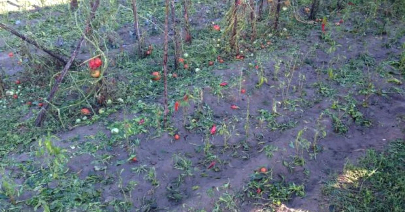 Oamenii au declarat că ploaia cu grindină le-a distrus recolta