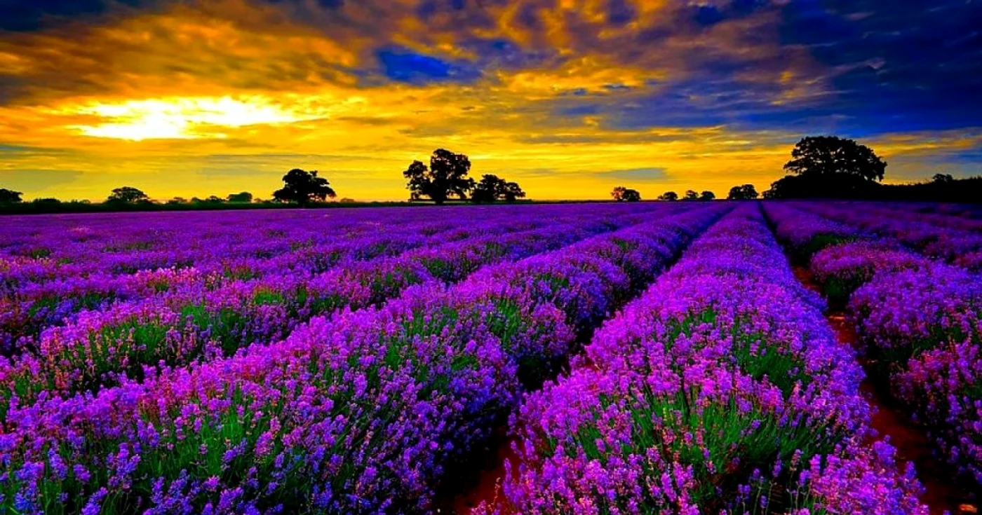 plantatie lavanda vacanster.ro