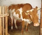 juninca donata