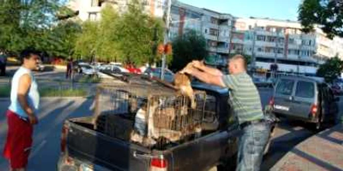 Slatina: La vânătoare de maidanezi