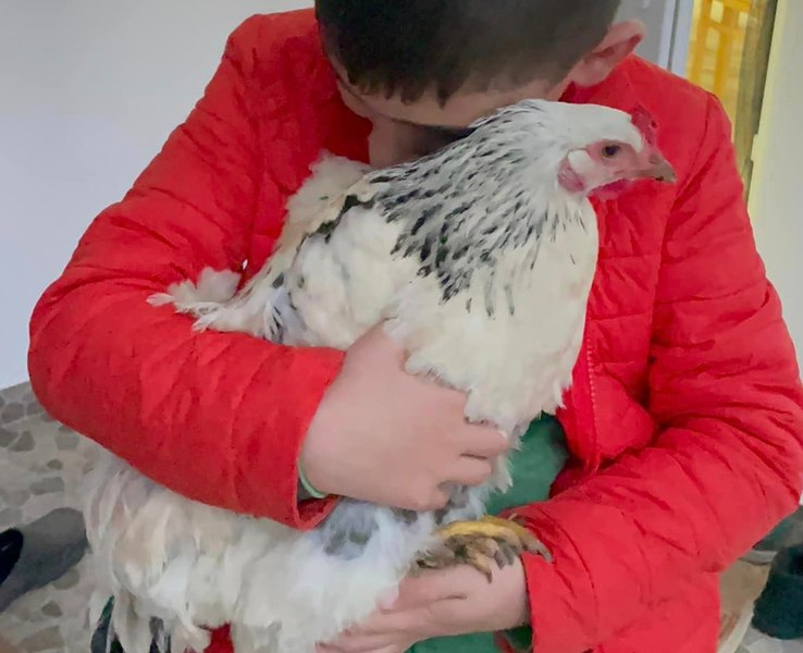 Din dragoste pentru găina Snow. O româncă din SUA și-a adus familia în țară. „La început părea absurd. Dar de fapt, puteam“