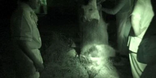 Timişoara: VIDEO Mistreţul uriaş împuşcat în Banat, cel mai mare vânat în România