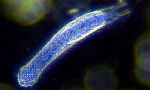 1 82509 original jpg jpeg