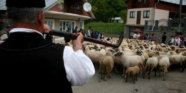 boteit negrilesti