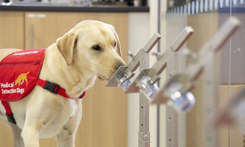 1 96845197 10157731071973736 8018000636442312704 o jpg jpeg