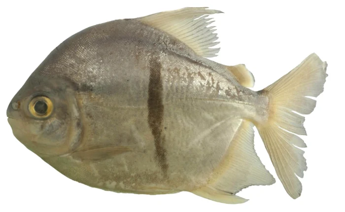 Noul pește descoperit de specialiști / Foto: Neotropical Ichthyology