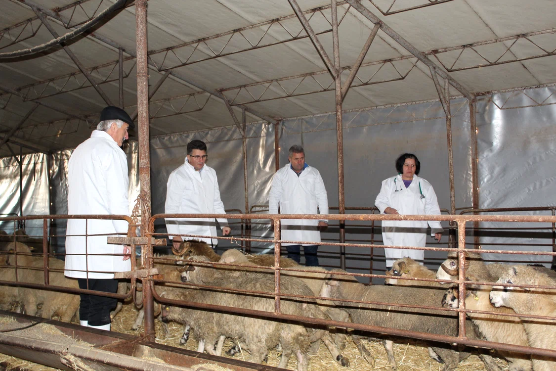 
    În adăpost se mai află 180 dintre cele 252 de animale salvate, supravegheate în permanență  de medici veterinariFoto: ansvsa.ro  