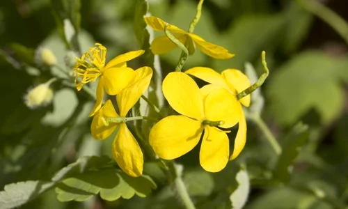 1 rostopasca shutterstock 11502799 jpg jpeg