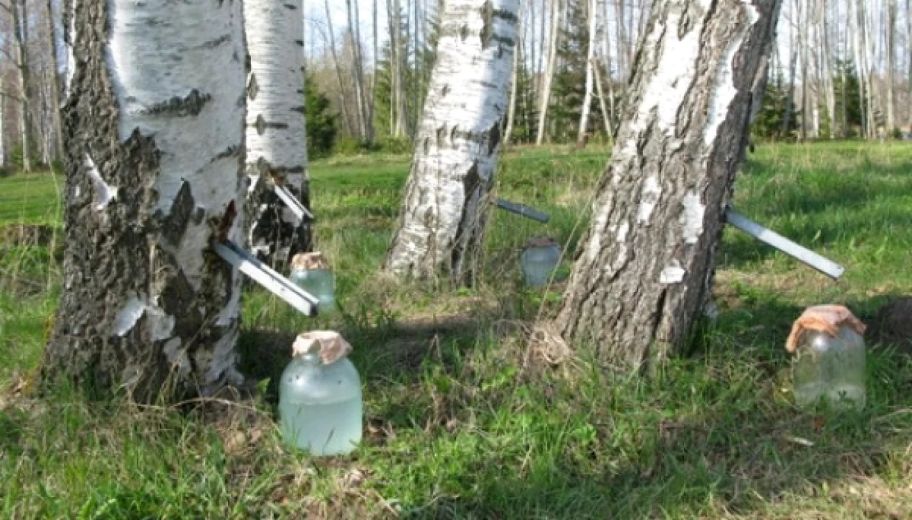 Seva de mesteacăn se obţine doar primăvara când vegetaţia începe să renască
