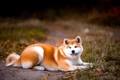 akita 5763408 1280 jpg