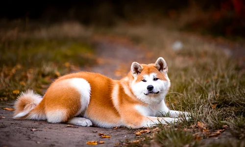 akita 5763408 1280 jpg
