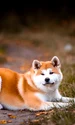 akita 5763408 1280 jpg