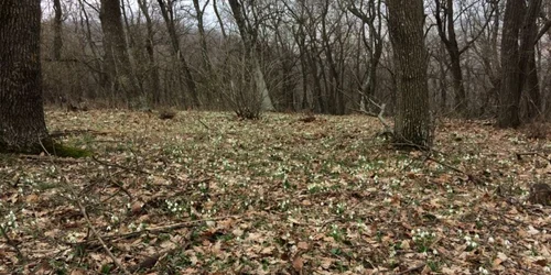 Ghiocei din Pădurea Babadag Foto Sînziana Ionescu