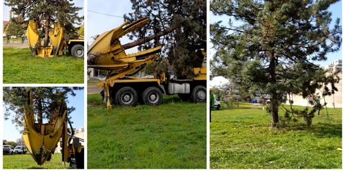 Mai multi copaci sunt relocati in aceste zile, in Oradea, cu un utilaj special aflat in perioada de testare 1 jpg
