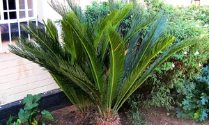 Branching Cycas revoluta jpg