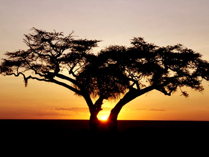 Continentul african este subiectul filmelor care vor rula în cadrul ediţiei din acest an la Zilele Filmului Francofon  FOTO: topfilm.ro