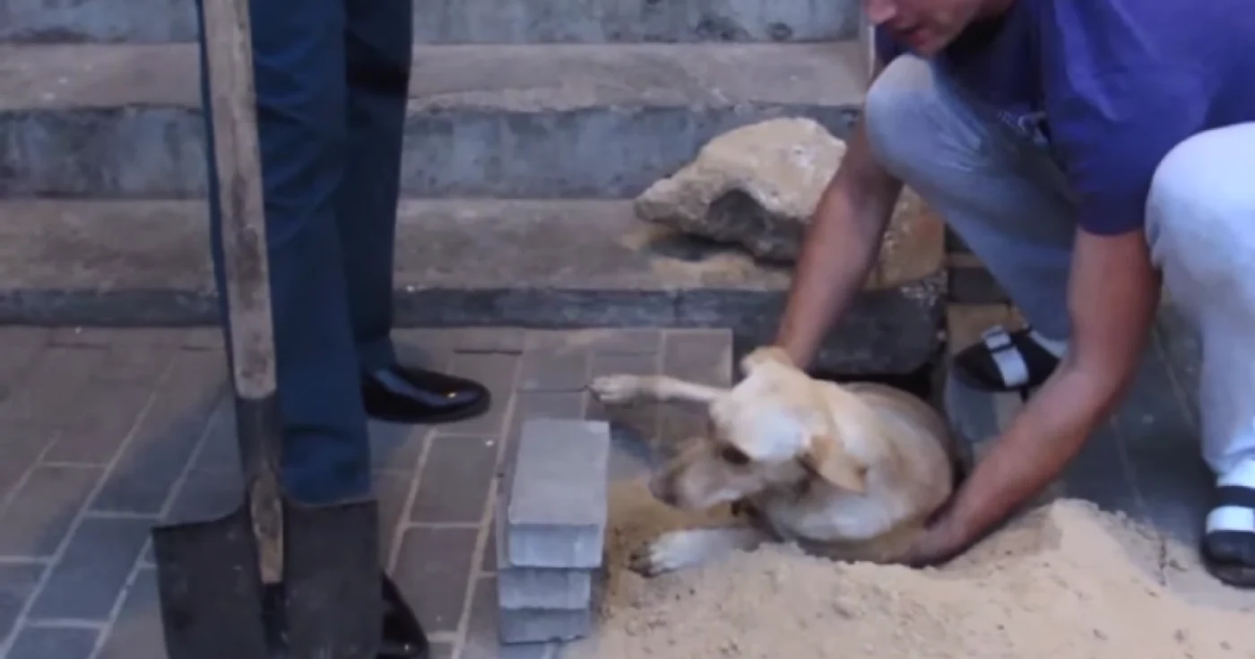 Căţeluşa a fost salvată de locatarii blocului. FOTO captură video