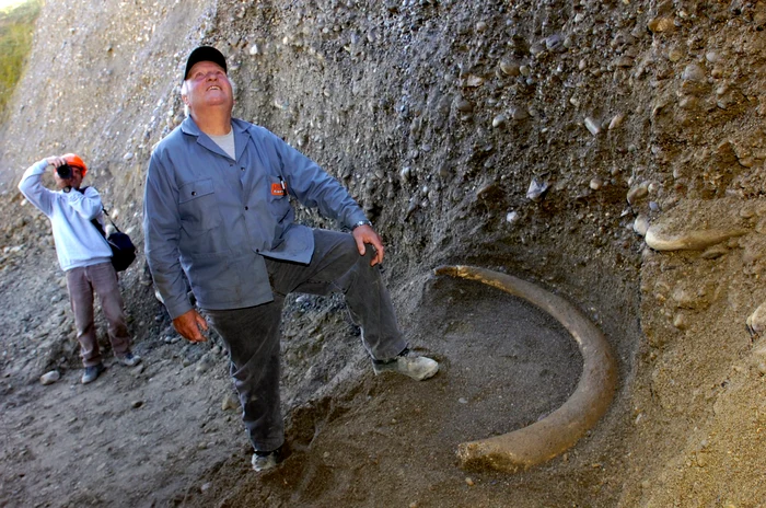 Colț de mamut descoperit în 2006 Foto Profimedia (arhivă)