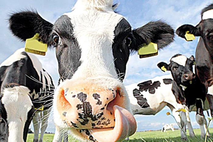 "Beee! Dacă vă prinde ţapul meu, ciur vă face!" (Fotografii: Shutterstock / Reuters)