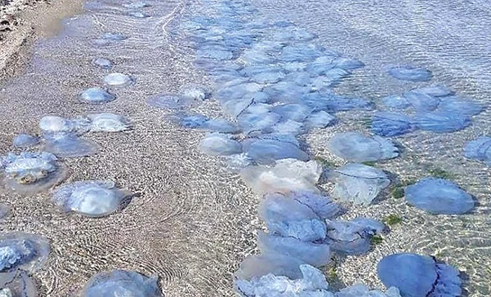 Meduzele albastre au pus stăpânire pe plaja de la Eforie Nord
