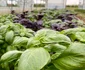 Legumele bio produse în Ciocănari ajung zilnic în Capitală. FOTO Ateliere fără frontiere