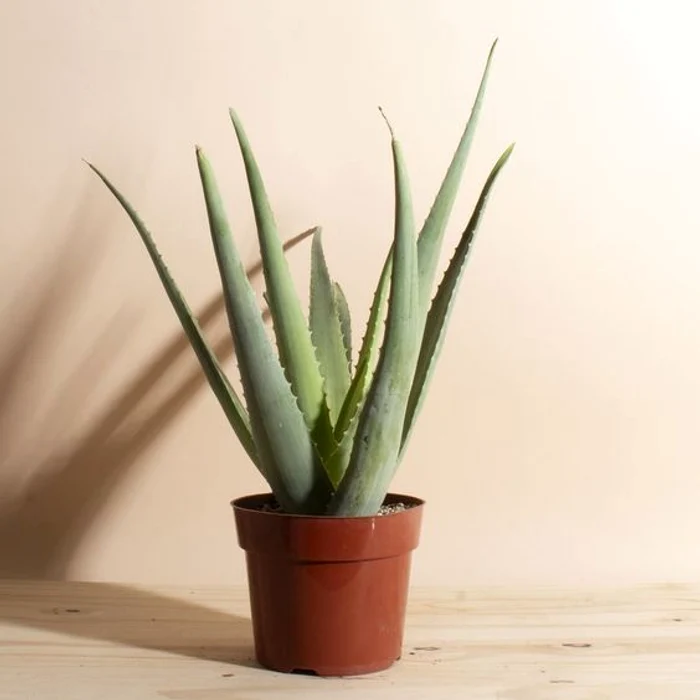 Aloe vera este una dintre cele mai utile plante de pe glob