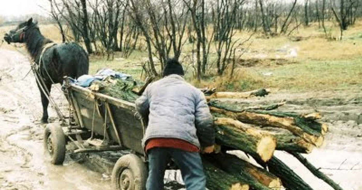 Calul nu a mai putut trage caruta cu lemne (foto arhiva)