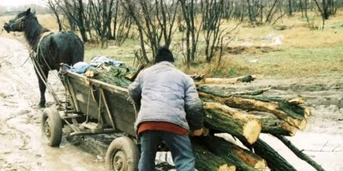 Calul nu a mai putut trage caruta cu lemne (foto arhiva)