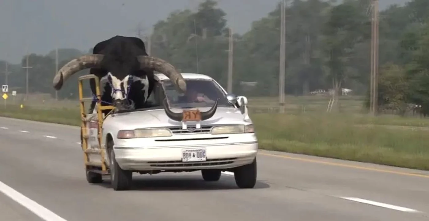 Taurul Howdy Doody, plimbat cu mașina pe o autostradă din Nebraska