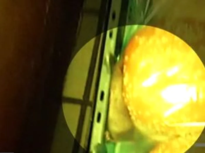 Şoarecele stă nestingherit printre chiflele folosite pentru Big Mac