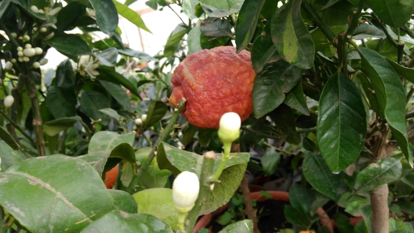 fermierul care produce fructe exotice