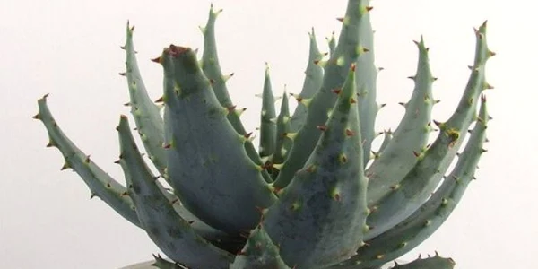 aloe